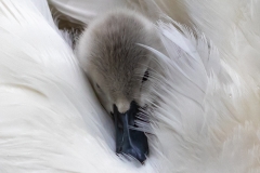 Cosy cygnet 1