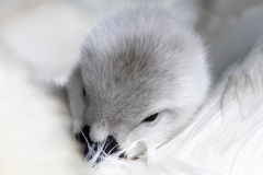 Snuggled cygnet