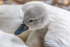 Cosy cygnet 2