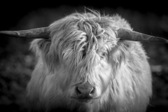 Highland Cattle 3