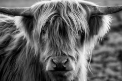Highland Cattle 5