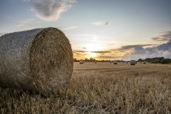 Field of hay