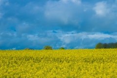 Rapeseed field with menacing sky