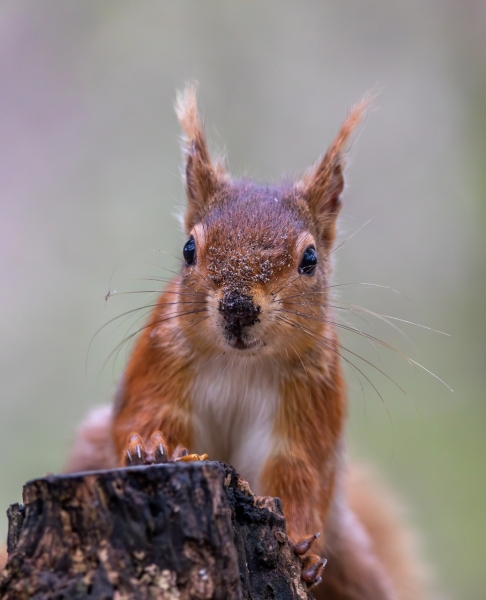 Red Squirrel