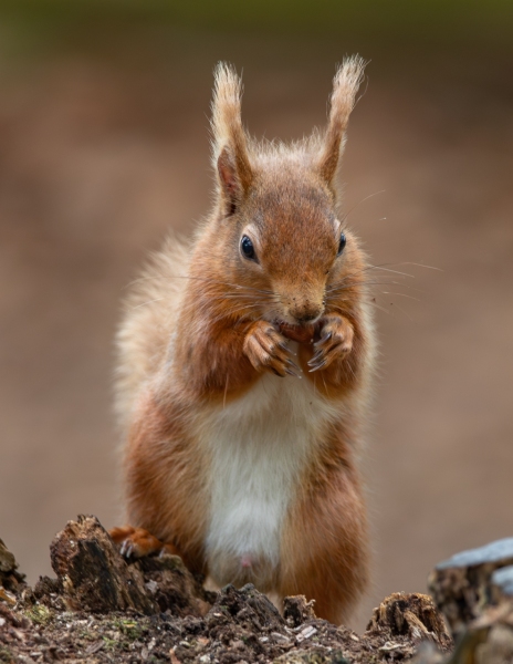 Red Squirrel 2