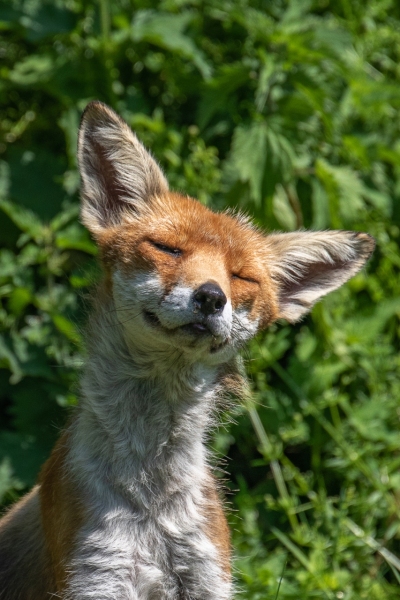 Smiling Fox