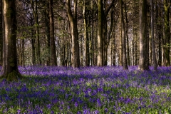 Bluebells