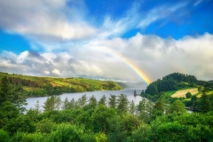 Lake Vyrnwy rainbow