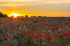 Poppies 4