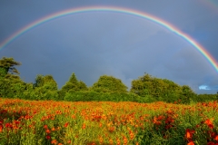 Poppies & rainbow