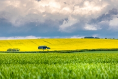 The Barn in yellow