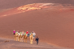 Camels at Timanfaya