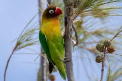 Lanzarote Parrot