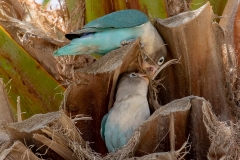 Parrots of Lanzarote