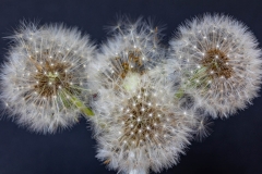 Dandelions