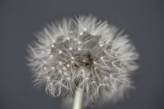 Dandelion grey