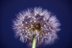 Dandelion dark blue