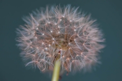 Dandelion pinky