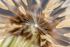 Dandelion close up