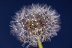 Dandelion dark blue 2