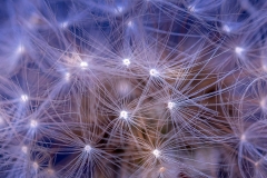 Dandelion fairy lights