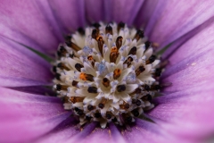 Osteospermum 1