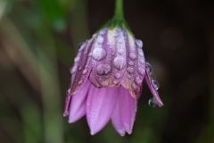 Osteospermum  after rain