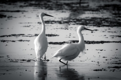 Arne Little Egret