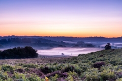 New Forest Sunrise