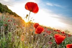 Sunset on poppies