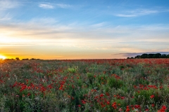 Poppies 3