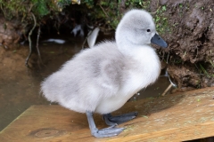 Cygnet 1