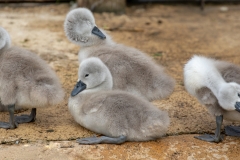 Cygnets