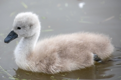 Cygnet 2