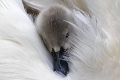 Cosy Cygnet 1