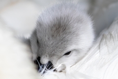 Snuggled Cygnet