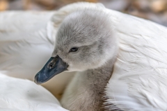 Cosy Cygnet 2