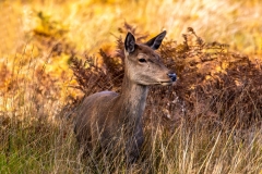 Beautiful hind