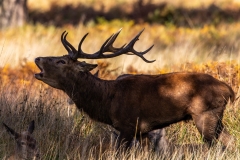 Bellowing Stag