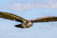 Cassius in flight