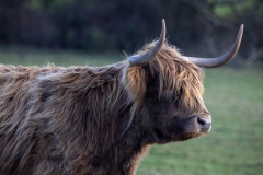 Highland-Cattle 1