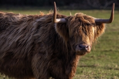 Highland-Cattle 2