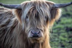 Highland-Cattle 4