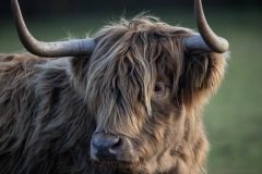 Highland-Cattle 6