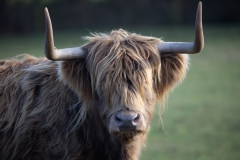 Highland-Cattle 7