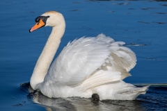 Swan Lake