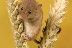 Harvest Mouse