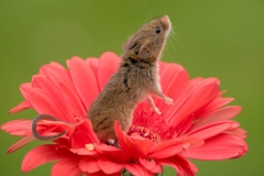 Harvest Mouse in flower