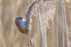 Bearded Reedling