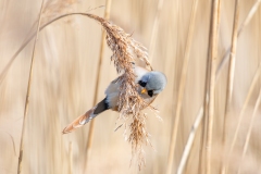 Bearded Reedling 2